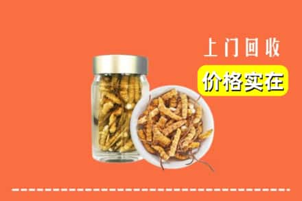 丰镇市回收散虫草
